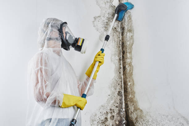 Best Commercial Mold Removal  in Myerstown, PA