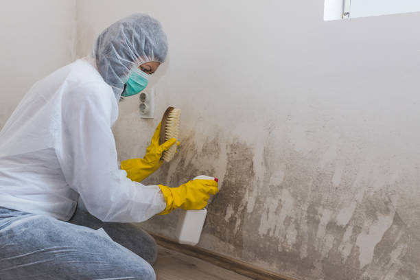 Best Mold Removal and Inspection  in Myerstown, PA