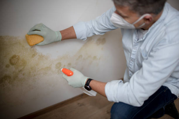 Best Home Mold Removal  in Myerstown, PA