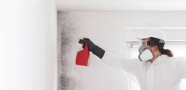 Best Certified Mold Removal  in Myerstown, PA