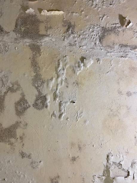 Best Office Mold Removal Services  in Myerstown, PA