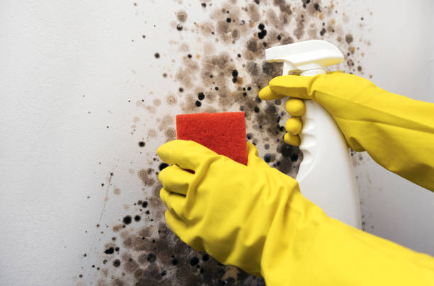 Best Residential Mold Removal  in Myerstown, PA
