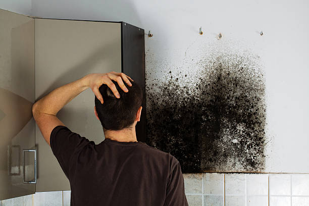 Best Mold Damage Repair  in Myerstown, PA