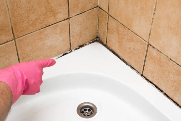 Best Same-Day Mold Removal  in Myerstown, PA